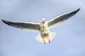 Flying bird - a single seagull with wings wide spread against pale blue sky Royalty Free Stock Photo