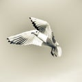 Flying bird - a single seagull with wings wide spread against pale blue sky Royalty Free Stock Photo