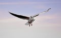 Flying bird - a single seagull with wings wide spread against pale blue sky Royalty Free Stock Photo