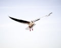 Flying bird - a single seagull with wings wide spread against pale blue sky Royalty Free Stock Photo