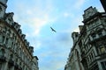 Flying bird in the sky over the buildings.