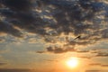 Flying bird on sky sunset Royalty Free Stock Photo
