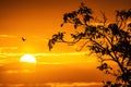 Flying bird and sunrise with warm sun behind dark clouds and tree silhouette Royalty Free Stock Photo