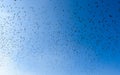 Flying bird swarm - togetherness of animals