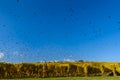 Flying bird swarm - togetherness of animals