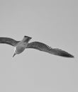 Flying bird throw grey background