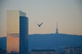 Flying bird, TV tower in Bratislava Royalty Free Stock Photo