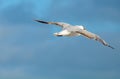 Flying bird white seagull blue sky