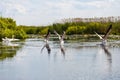 Flying birds and aquatic plants in Danube Delta Royalty Free Stock Photo