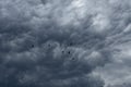 Flying birds on the background of dark cumulus clouds. Birds fly against the backdrop of a stormy gray sky with dramatic Royalty Free Stock Photo