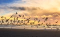 Flying birds at a beach on a sunny afternoon