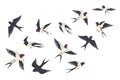 Flying birds flock. Cartoon hand drawn swallows in fight with different poses, kids illustration isolated on white Royalty Free Stock Photo