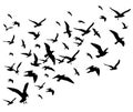 Flying birds flock vector illustration isolated on white background