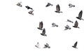 flying birds formation of pigeons isolated for backgound Royalty Free Stock Photo