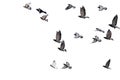 flying birds formation of pigeons many isolated for backgound Royalty Free Stock Photo