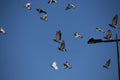 flying birds formation of pigeons many isolated for backgound Royalty Free Stock Photo