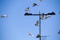 flying birds formation of pigeons many isolated for backgound Royalty Free Stock Photo