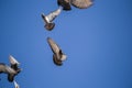 flying birds formation of pigeons many isolated for backgound Royalty Free Stock Photo