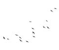 Flying Birds Group Vector Silhouette Royalty Free Stock Photo