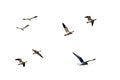 Isolated flying birds traveling in different directions. PNG image. Royalty Free Stock Photo