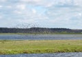 Flying birds, Lithuania Royalty Free Stock Photo