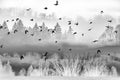 Flying birds and morning fog and forest Royalty Free Stock Photo