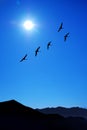 Flying birds over mountain landscape with blue sky Royalty Free Stock Photo