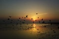 Flying birds over the sea surface Royalty Free Stock Photo