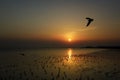 Flying birds over the sea surface Royalty Free Stock Photo