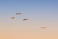Flying birds Royalty Free Stock Photo