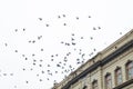 Flying Birds. Pigeons In Sky