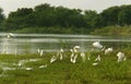 Flying birds rest in the bird Sanctuary