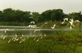 Flying birds and resting birds in the bird Sanctuary