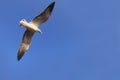 Flying birds (sea gull) again blue sky Royalty Free Stock Photo