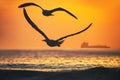 Flying birds, seagulls over the sea waves and golden sunrise Royalty Free Stock Photo
