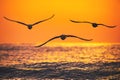 Flying birds, seagulls over the sea waves on sunrise Royalty Free Stock Photo