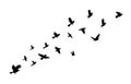 Flying birds silhouette flock. Vector illustration