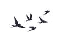 Flying birds silhouette on white background. Vector set of flock of swallows sign. Tattoo spring bird or swift birds Royalty Free Stock Photo