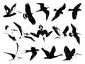 Flying Birds Silhouettes. Black and white stencil vector cliparts Royalty Free Stock Photo