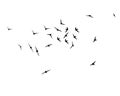 Flying birds silhouettes. A flock of swallows, swifts. Wallpaper, background design. Abstract vector illustration. Vector flock of