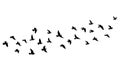 Flying birds silhouettes on isolated background. Vector illustration. isolated bird flying. tattoo and wallpaper background design