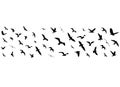 Flying birds silhouettes on white background Royalty Free Stock Photo