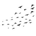 Flying birds silhouettes on white background. Vector illustration. isolated bird flying. tattoo design