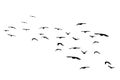 Flying birds silhouettes on white background. Vector illustration. isolated bird flying. tattoo design Royalty Free Stock Photo