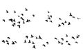 Flying birds silhouettes on white background. Vector illustration. isolated bird flying. tattoo design Royalty Free Stock Photo