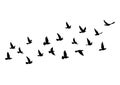 Flying birds silhouettes on white background. Vector illustration. isolated bird flying. tattoo design Royalty Free Stock Photo