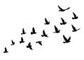 Flying birds silhouettes on white background. Vector illustration. isolated bird flying. tattoo design Royalty Free Stock Photo