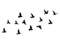 Flying birds silhouettes on white background. Vector illustration. isolated bird flying. tattoo design Royalty Free Stock Photo