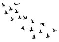 Flying birds silhouettes on white background. Vector illustration. isolated bird flying. tattoo design Royalty Free Stock Photo