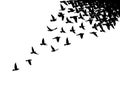 Flying birds silhouettes on white background. Vector illustration. isolated bird flying. tattoo design Royalty Free Stock Photo